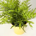 Bed & Breakfast Smart Holidays Rome
